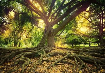 Signs You Have Tree Roots In Your Drains