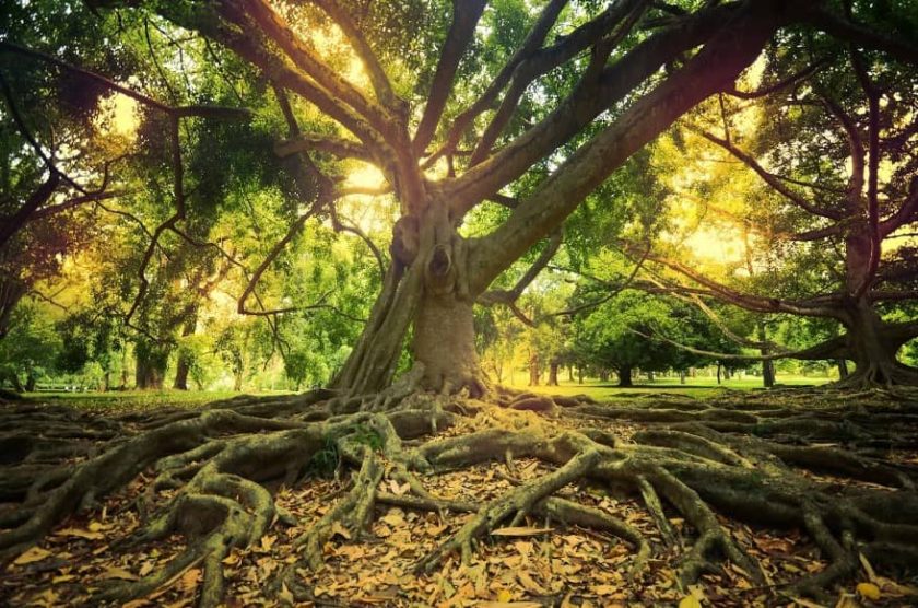 Signs You Have Tree Roots In Your Drains